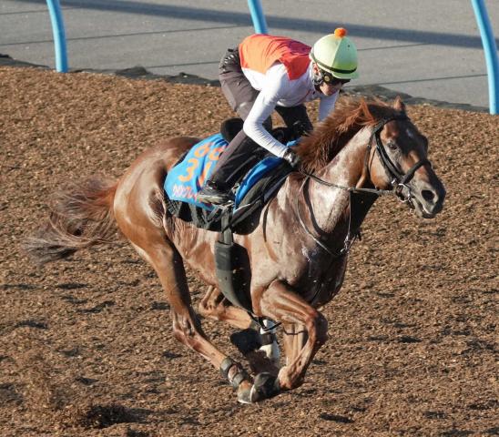【アイビスSD】ウイングレイテスト　鋭く2馬身先着　畠山師「順調に来ている」