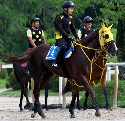 【注目馬動向】帝王賞を競走除外になったメイショウハリオはJBCクラシックを目標　岡田調教師「今は元気になっています」