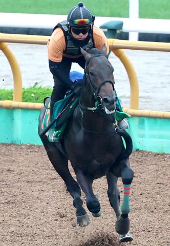 【POG】相沢厩舎期待のシャルムグリーンに注目　陣営「現段階では注文がつかない」