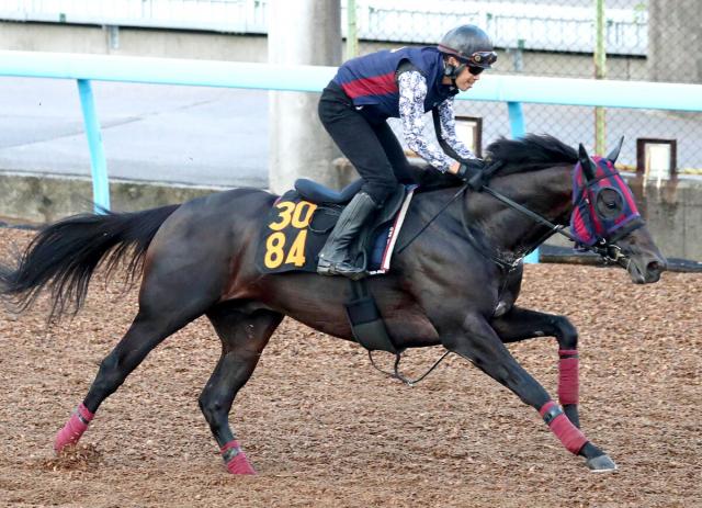 【レパードS・1週前】初砂のヴィンセンシオがWコース単走で上々の時計　森一調教師「気持ちの高ぶる面を考慮して」