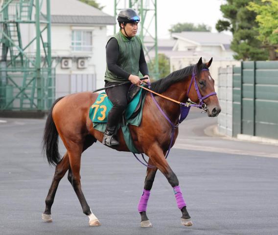 【POG】ポテンシャルの高いビョウブガウラ　陣営「初戦から楽しめると思います」