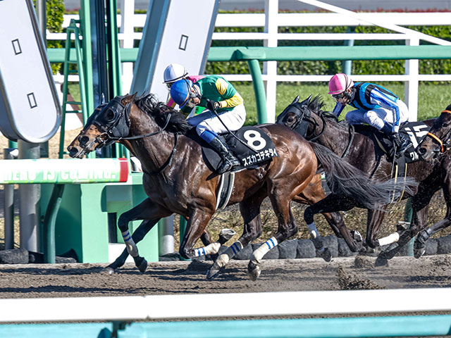 オープン2勝の実力馬 スズカコテキタイが要注目の障害初陣だ