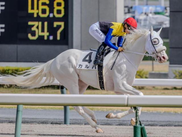 半姉は名牝ソダシ 白毛のカルパが待望の2勝目なるか