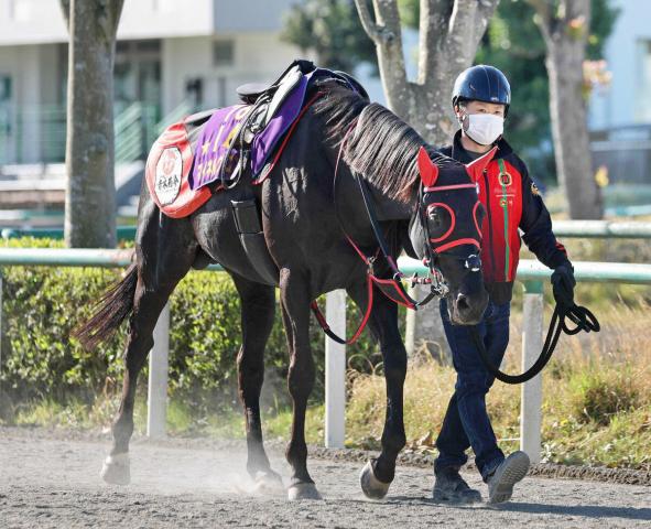 右前浅屈腱炎を発症したマイネルグロンについて青木調教師がコメント　「障害で7歳はまだまだ活躍している馬もいる」
