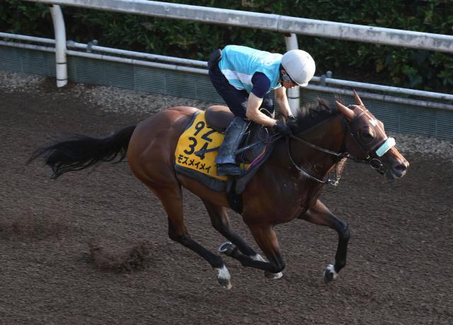 【アイビスSD】連覇に挑むモズメイメイは大外8枠18番　重賞3勝目狙うピューロマジックは3枠6番