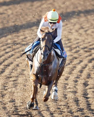 【アイビスSD】昨年の2着馬ウイングレイテストは追い切り後も順調　畠山調教師「前走よりいい状態」