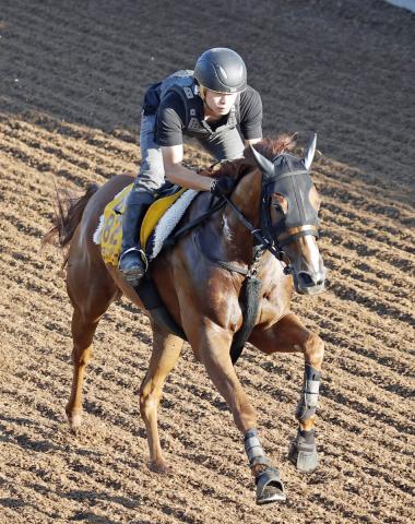 【アイビスSD】4枠8番から千直初挑戦のコラソンビート　加藤士調教師「適性はありそう」