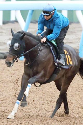 【注目馬動向】青葉賞まで無傷3連勝のエネルジコは新潟記念から始動