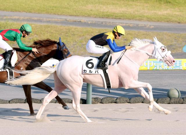 【中京10R・3歳上1勝クラス】マルガの全兄　白毛のカルパが完勝　川田将雅騎手「自分の走りをしてくれました」