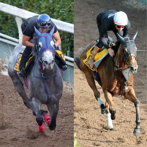 【アイビスSD】1番人気は2頭が並ぶ　ピューロマジックとテイエムスパーダが4・2倍　牝馬が人気の中心
