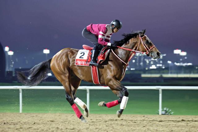 フォーエバーヤングは現在ブリーダーズCクラシック前売り4番人気　2冠の3歳牡馬ソヴリンティが1番人気