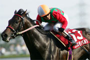 【競馬】コスモバルク コスモバルク、シンガポール遠征へ | 競馬ニュース - netkeiba