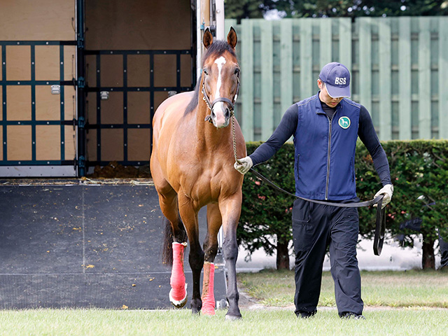 プログノーシスが種牡馬生活送るブリーダーズSSに到着