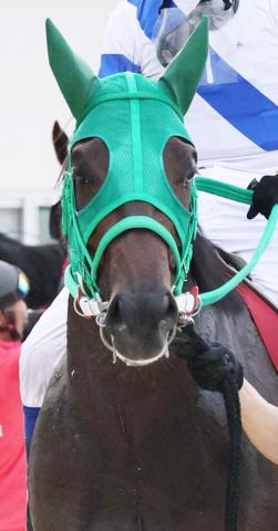 【黒潮菊花賞】単勝1・2倍のジュゲムーンがまさか…　6馬身差2着で高知3冠ならず　兵庫のラピドフィオーレがV