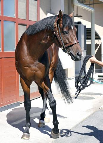 【CBC賞・浅子の特注馬】インビンシブルパパが重賞初Vへ　函館SSの前半ラップが芝短距離の適性を証明