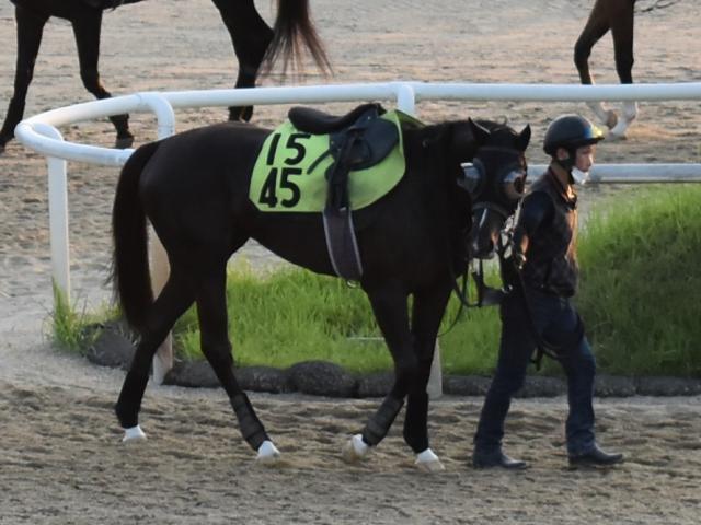 カラペルソナが中京で初陣 斉藤崇師「馬が良くなって戻ってきた」/関西馬メイクデビュー情報