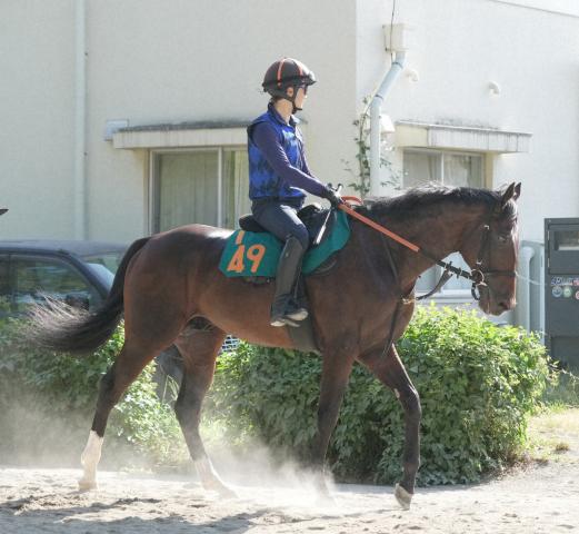 【新潟新馬戦】オルネーロ　父サトノダイヤモンド似で長くいい脚「体を大きく使えて体力がある」