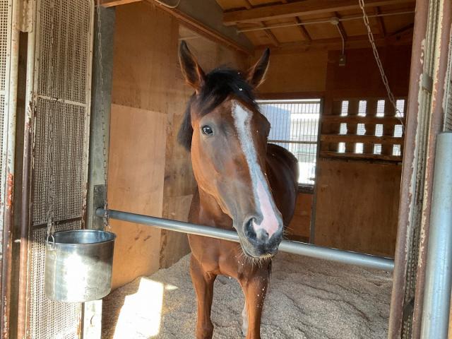 【札幌新馬戦】須貝厩舎の素質馬ベルグランボヌール　高レベル2歳世代でも「トップクラスの力ある」