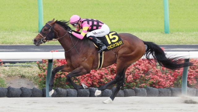【CBC賞】初の芝挑戦の函館SSで健闘4着　インビンシブルパパは活気十分に登坂　伊藤大調教師「左回りを使ってみたかった」
