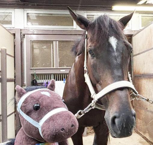 「プボくん」人気健在!誘導馬として“第二の馬生”を歩むディープボンド、馬術大会で唯一無二の集客力発揮