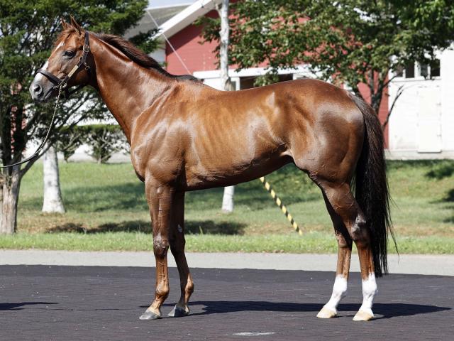 重賞3勝馬ボッケリーニがイーストスタッドに移動 26年から種牡馬に