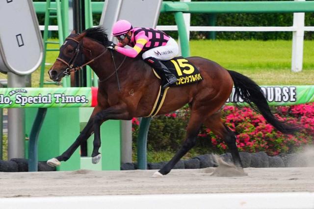 【CBC賞】インビンシブルパパ　「今回の結果次第」で豪G1参戦プラン　芝の世界最高賞金約19億円