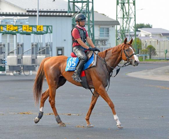 【エルムS】マテンロウスカイ　砂適性問題なし　額田助手「前走の内容は悪くなかった」