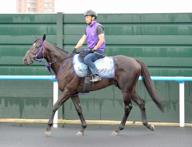 【エルムS】トロヴァトーレ　初ダートもOK　半兄ライツフォルが5勝　千島助手「能力は劣らないと思う」