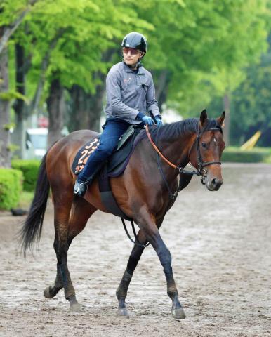 【レパードS】ジャナドリアが重賞2勝目へ新潟で入念調整　武井調教師「暑さに慣れさせています」