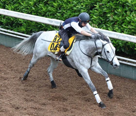 【CBC賞】グランテスト　心身充実!　中京芝千二では4着以下なし　今野師「力さえ出し切れれば」