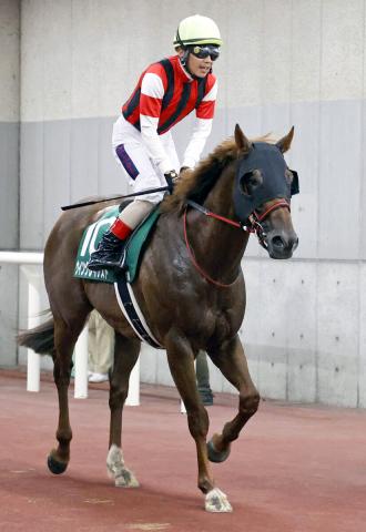【注目馬動向】アイビスSD3着のウイングレイテストはセントウルSを視野