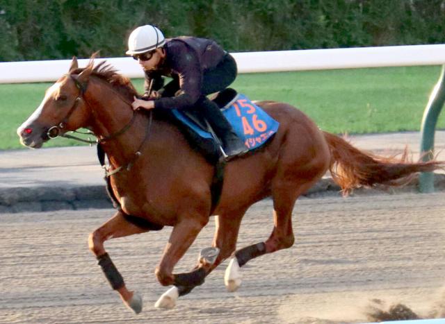 【エルムS】昨年の覇者ペイシャエスが馬なりで上々の伸びを見せるも…横山和生騎手「正直、あまりいい感じはしない」