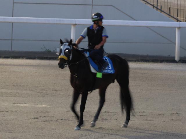 シュヴァリエローズ、札幌記念1週前追い切り速報/栗東トレセンニュース