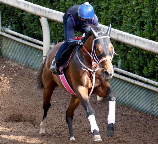 【レパードS】重賞初タイトル狙う連勝中のロードラビリンスは坂路で軽快　松下調教師「反応はよかったですね」