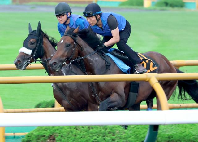 【注目馬動向】ステレンボッシュが札幌記念で池添謙一騎手と初コンビ