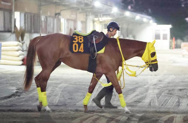 【レパードS】2連勝中のルグランヴァンは坂路を単走　高木調教師「ここでもやれると思う」