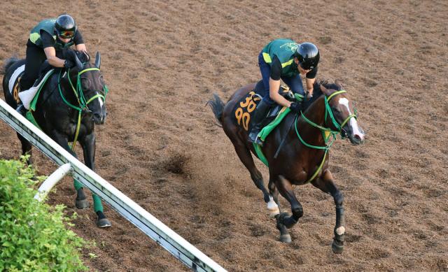 【レパードS】ポールセンは坂路を余力十分に追走先着　斎藤誠調教師「リフレッシュしているし前走より状態はいい」