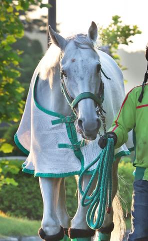 【注目馬動向】安田記念2着のガイアフォース　秋はマイルCSが目標