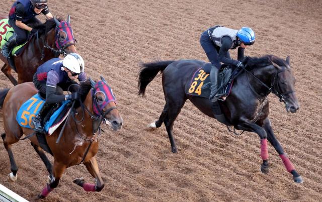 【レパードS】ヴィンセンシオが坂路で意欲的な併せ馬　森一調教師「いい動き、いい内容でフィニッシュできました」