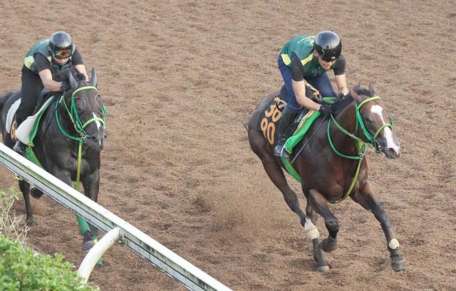 【レパードS】ポールセン　状態さらにUP　坂路馬なり4F52秒5で1馬身先着