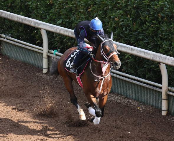 【レパードS】ロードラビリンス　坂路単走で軽快4F54秒7　松下師は雨予報にニヤリ