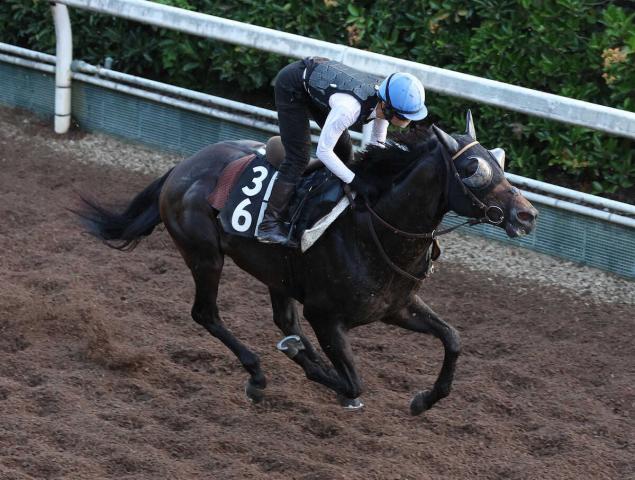 【CBC賞】クラスペディア　坂路馬なりラスト1F12秒8　河嶋師は好感触「我慢が利いていた」