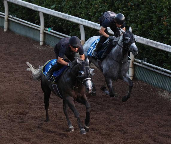 【CBC賞】ヤマニンアルリフラ上昇気流　坂路併せ馬ラスト1F11秒7「動きや反応が良くなった」