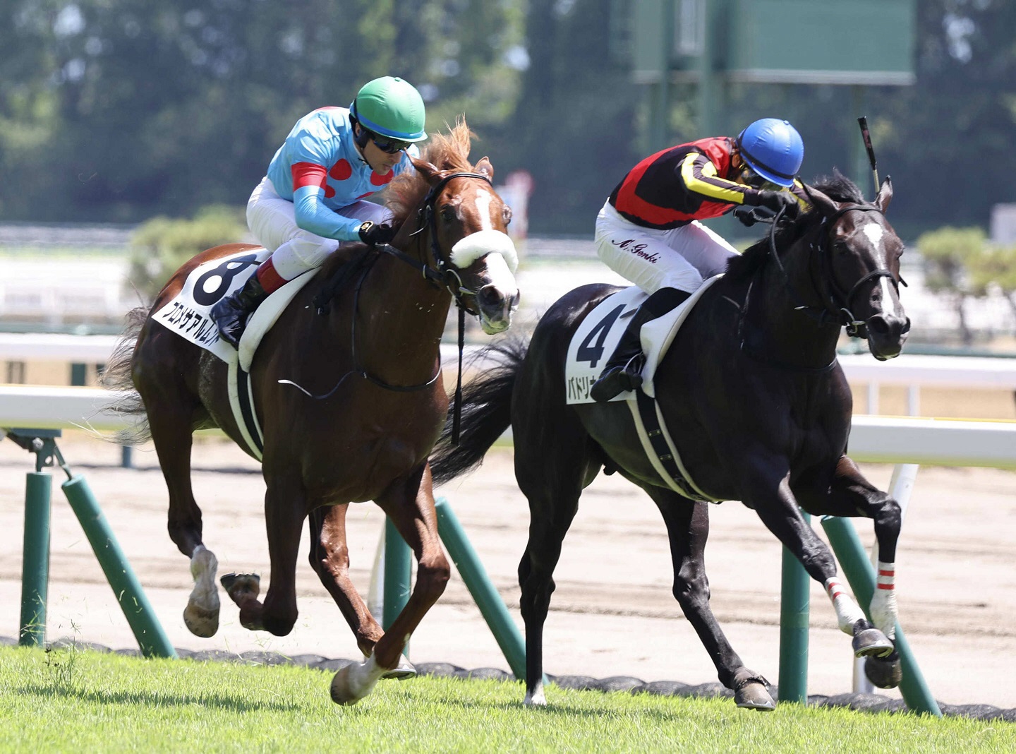 名牝アーモンドアイの２番子プロメサアルムンドが右前膝骨折　３日のデビュー戦勝利後、全治６カ月以上　