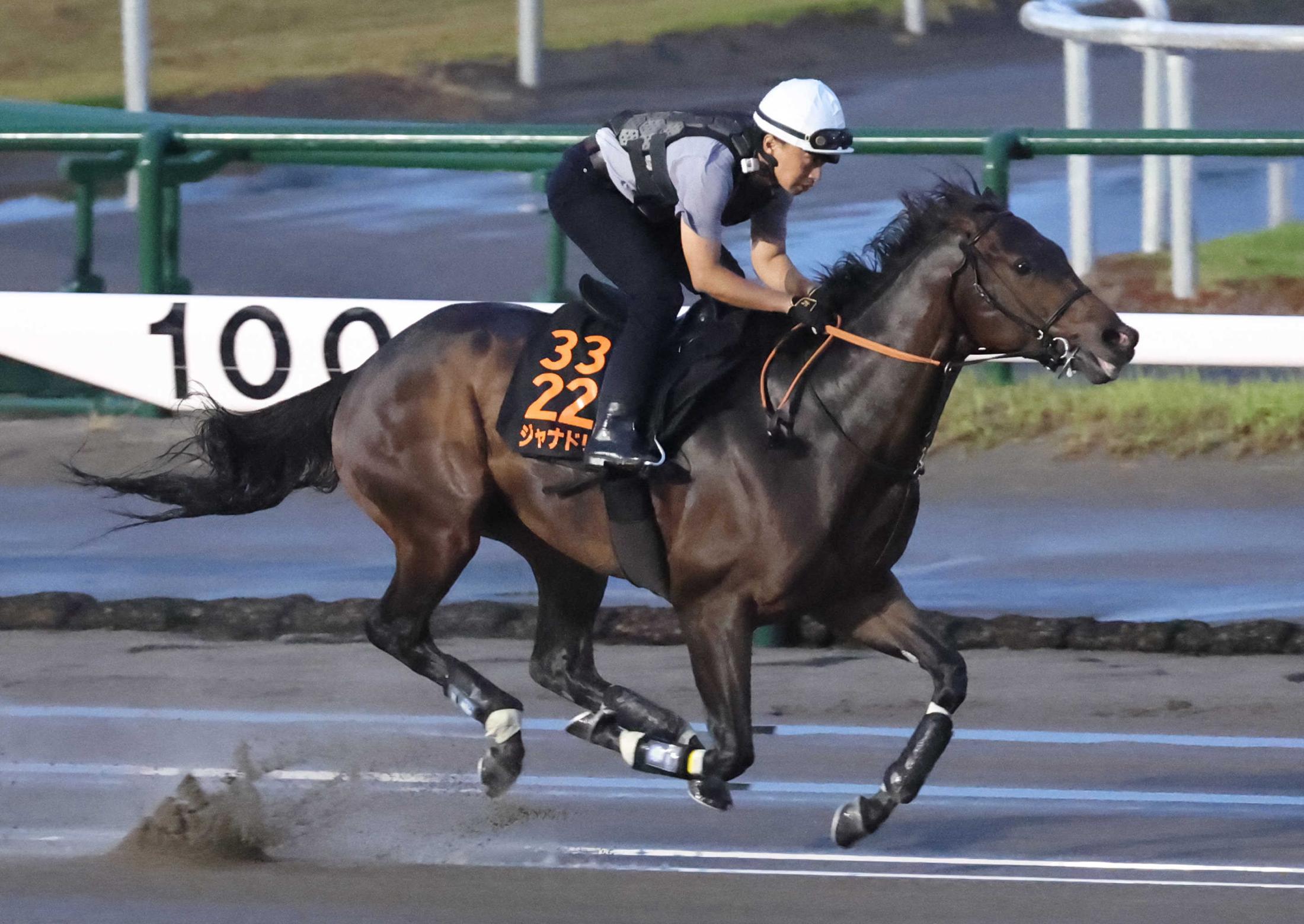 【レパードＳ】ジャナドリア　壮快リハ　異例新潟ダート最終追い　武井師万全の構え「９０％以上の状態」