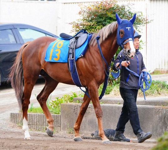 豪G1コーフィールドCにマイネルクリソーラなど日本馬3頭予備登録　コックスプレートはコスモキュランダ