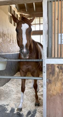 【注目馬動向】2年連続で凱旋門賞に挑戦するシンエンペラーが帰厩　陣営「元気いっぱい」