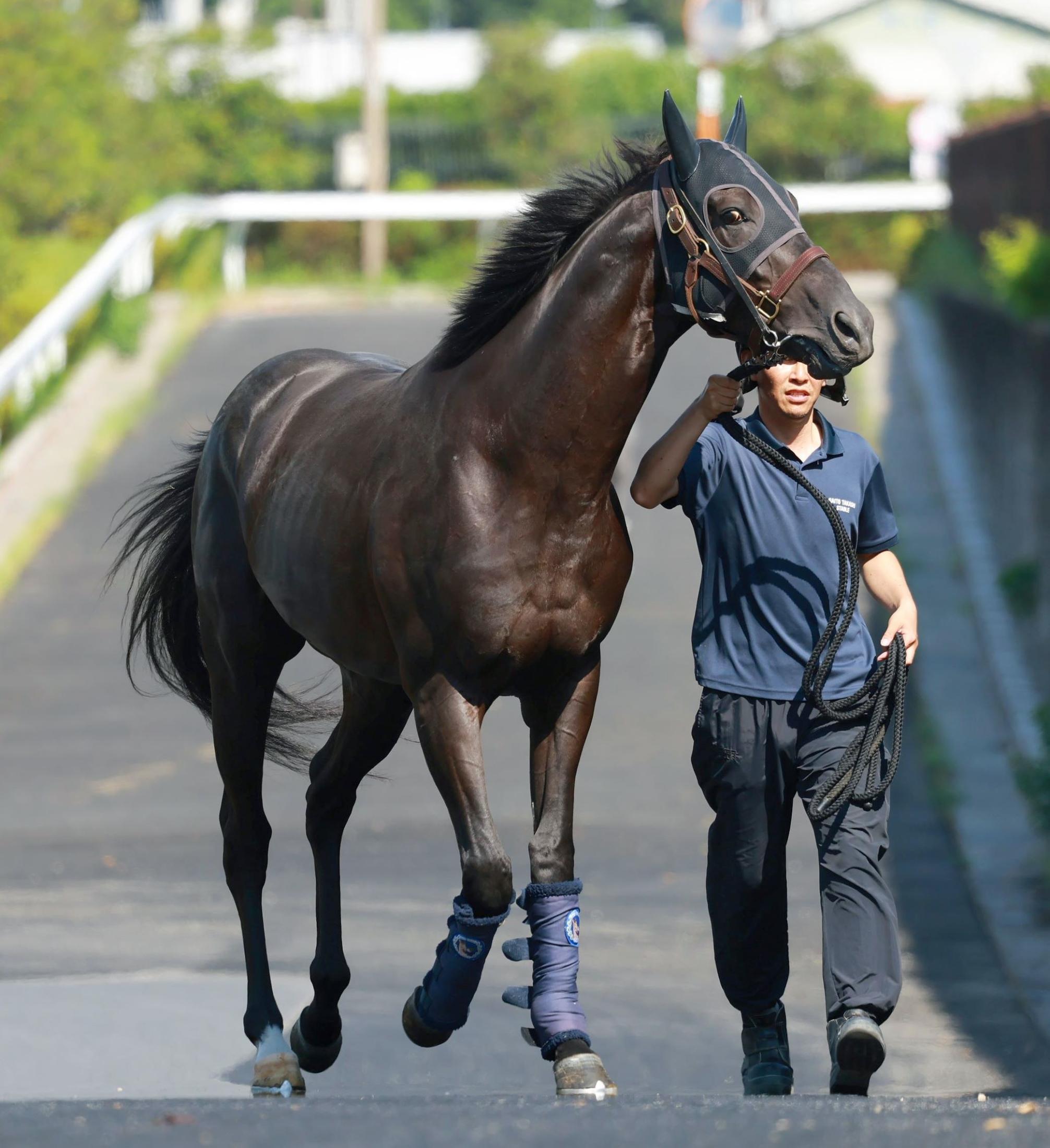 ダービー馬クロワデュノールが栗東トレセンに帰厩　斉藤崇師「しっかり体調を整えてフランスに」