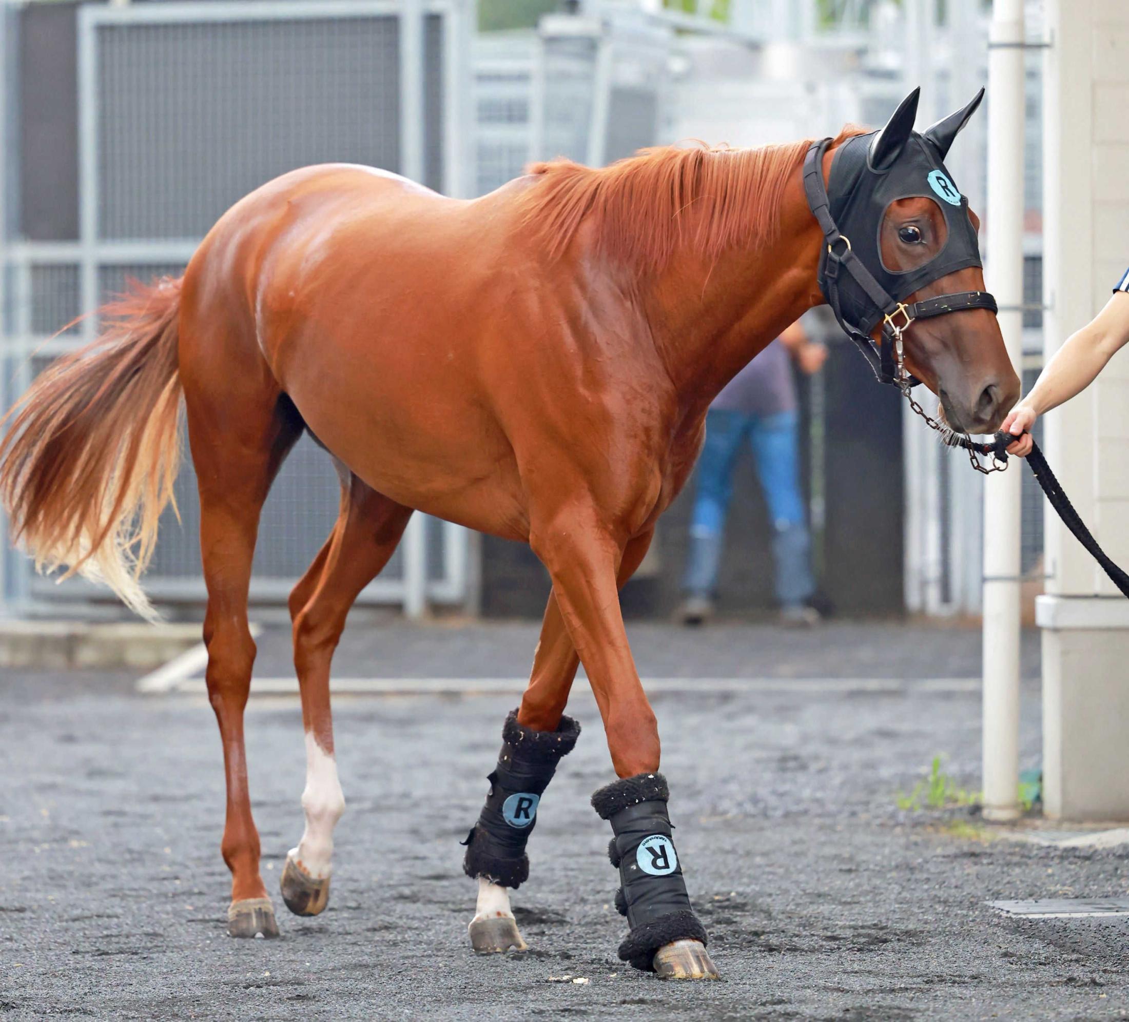 【新馬戦】ミッキーラヴィータ　初陣Ｖへ好ムード　陣営「精神的にドッシリしていますね」千四も適性十分