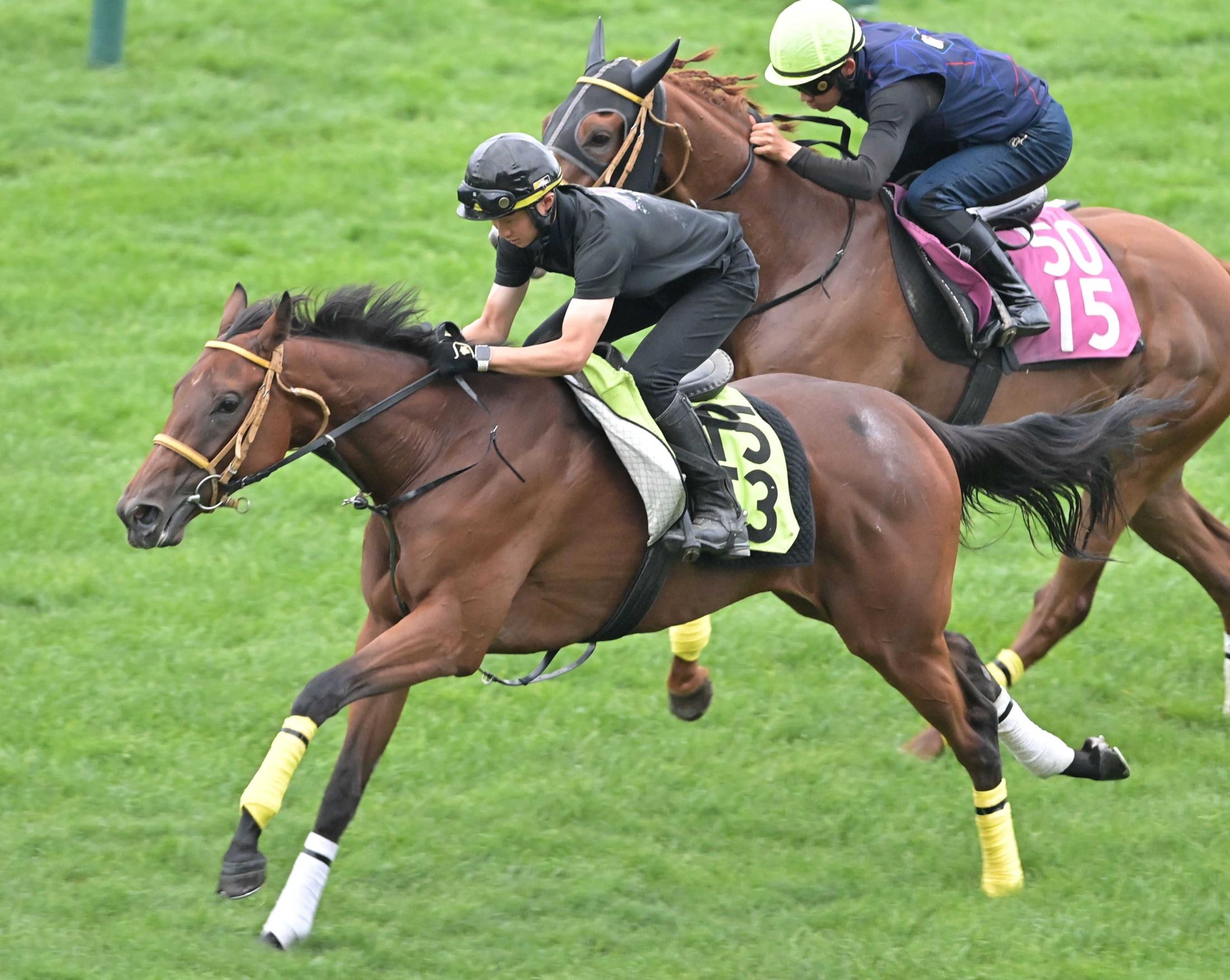 【新馬戦】ワラビガミ　初戦突破へ素軽さ見せる　陣営「跳びが大きくて長くいい脚を使えるタイプ」
